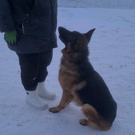 dressirovka_nv in LOOKY. . Подготовка к ОКД. Ра...