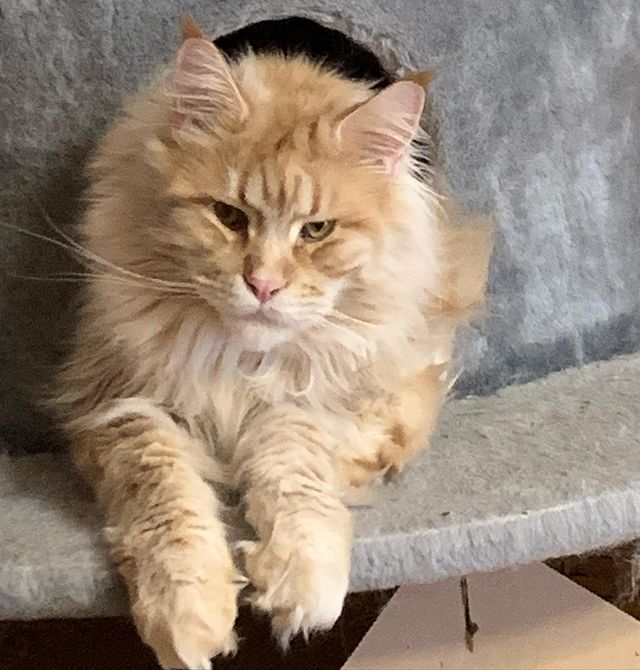 martyns_family в LOOKY. . Привет, друзья! 😻