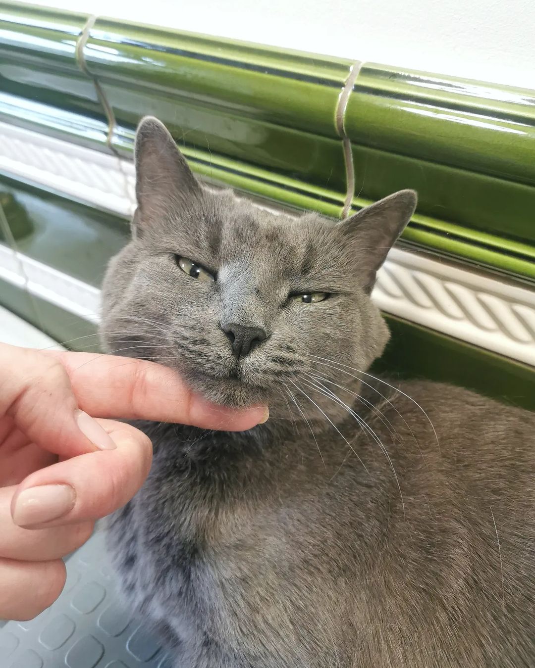 mycatgrooming in LOOKY. #кошачийгрумер,#грумингкошек,#МоёКошачьеДело,#грумерходякова,#котикинаркотики,#мяу,#суббота,#трудовыебудни. Время, затраченное н...