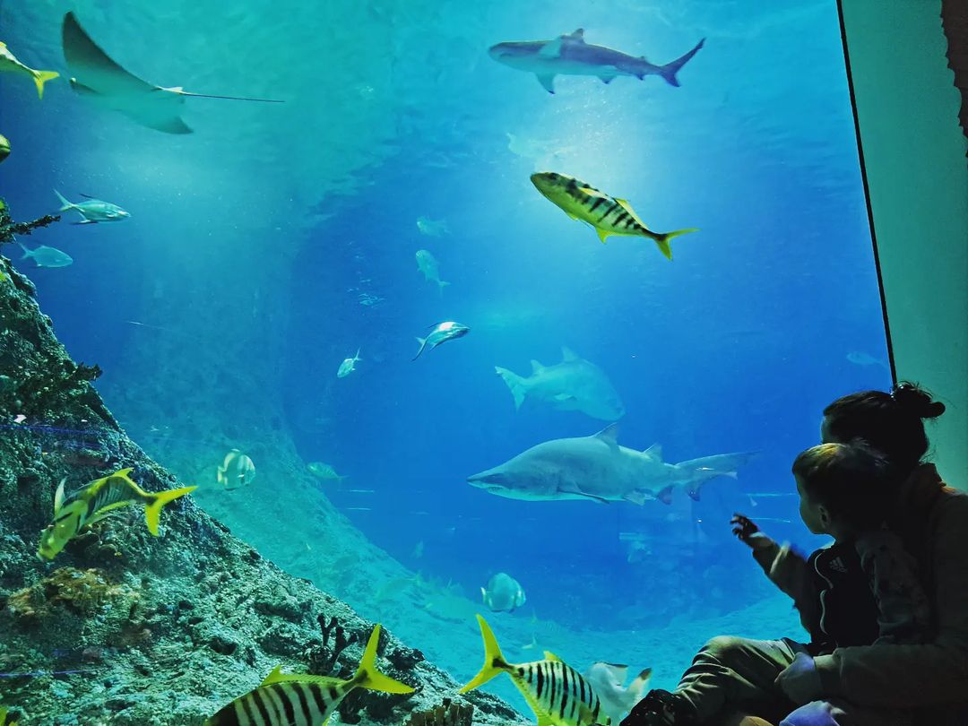 Оставлю это здесь.
Каждому советую здесь побывать🦈