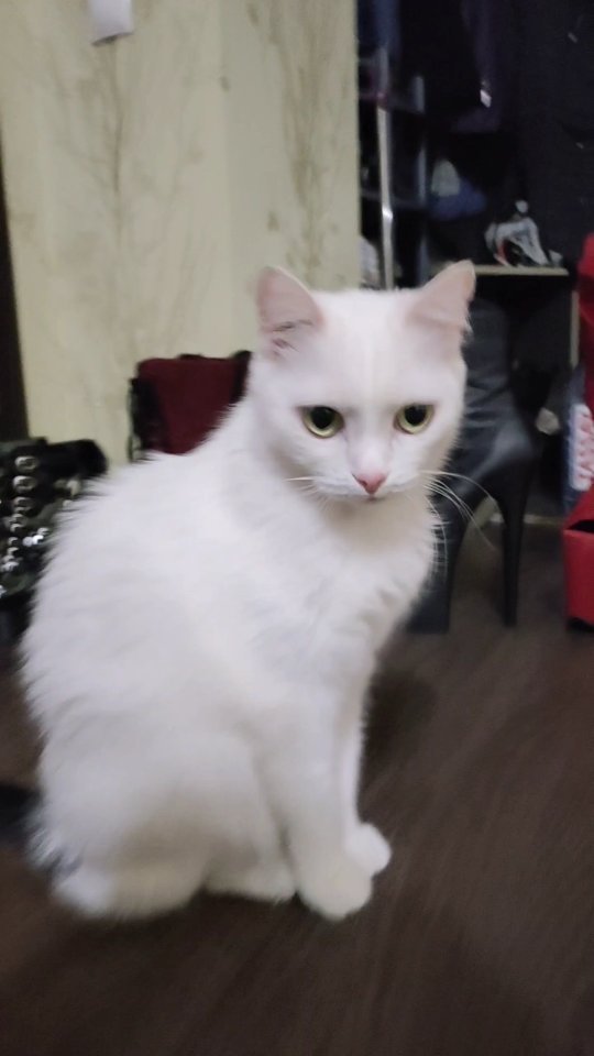dance_allyanova в LOOKY. . Моя коллекция стрипо...