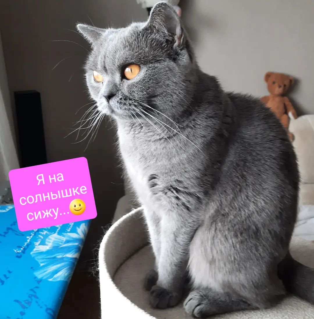 cat_musia_star_and_sima в LOOKY — "Я на солнышке сижу 🌝"

❤️❤️❤️
.
.
.

#кошка #кошкамуся #ко