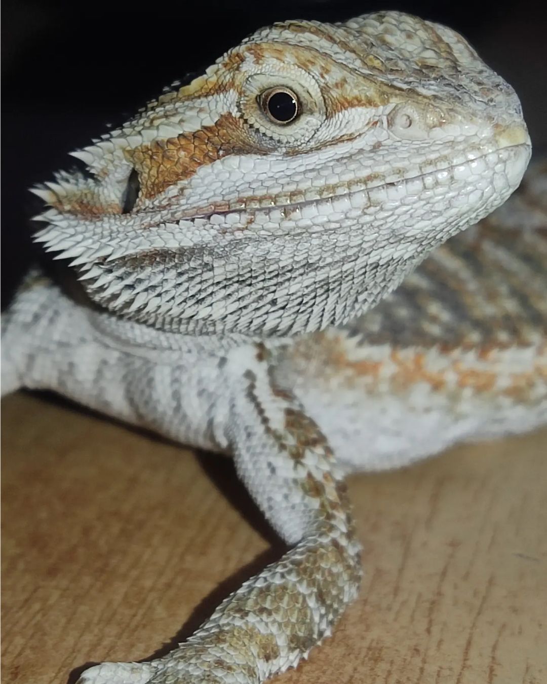 -Можешь выбрать любое животное, которое тебе захочется
-Ящерица🦎
