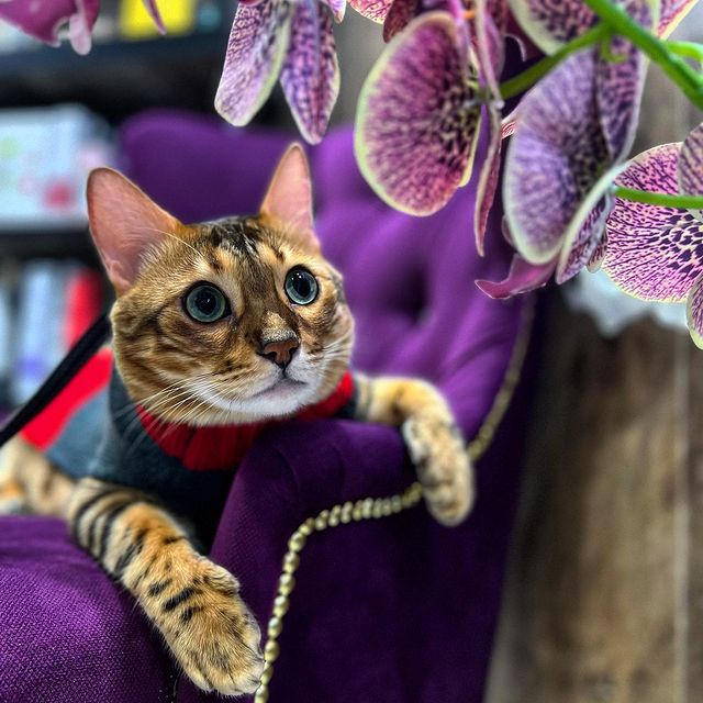 hunter.bengalcat в LOOKY. #бенгал,#bengal,#bengalcat,#бенгальскийкот,#бенгальскийкотенок,#кот,#cat,#котенок,#hunter,#хантер,#khan,#хан,#honey,#хани,#spa. ✨

#бенгал
#bengal
#...
