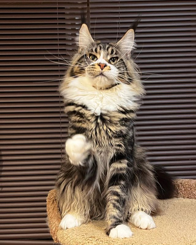 blackmaxhouse в LOOKY. #мейнкун,#мейнкункотята,#мейнкуны,#мейнкунмосква,#мейнкунырулят,#maincoonsofinstagram,#maincoon,#maincooncat,#maincoonlovers,#maincoonkitten,#maincooncats,#maincoons. Шерлок🔥 Папа таких ...