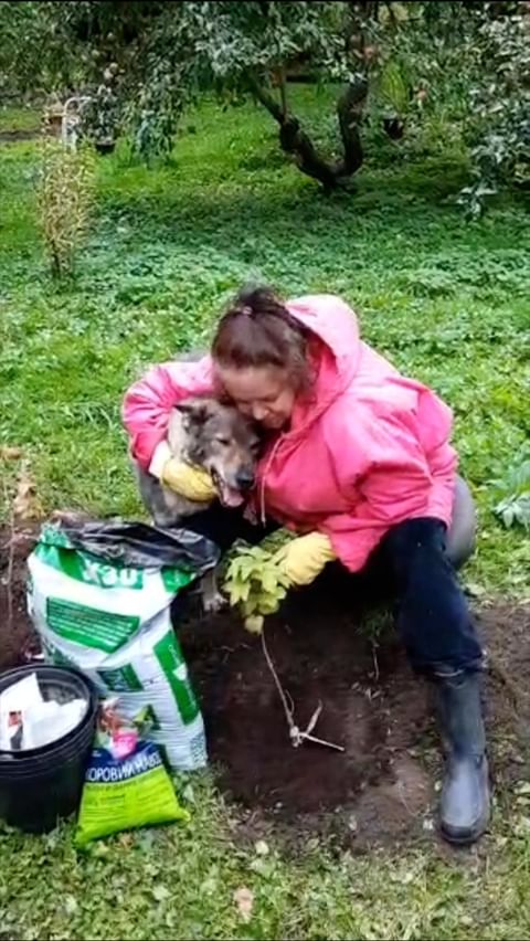 alisamoskow в LOOKY. #дворянин,#дворянка,#дворняжка,#anya.misha,#lubimyorkovru,#овчарка,#чебурашка,#такса,#таксы,#таксылучшиесобаки,#хочусосисочку,#dachshundsofinstagram,#dacshund,#dacshundlove,#dachshundpuppy,#yorkipoo,#йорк,#йоркирулят,#йоркимоялюбовь,#yorki,#yorkilove,#собака,#собакадругчеловека,#собакаулыбака,#dogs,#yorkie_town,#зорко_одно_лишь_сердце❤️❤️,#шокомерле,#шокомерлейорк,#голубыеглаза,#голубыеглаза. Не наш, к сожалению,...