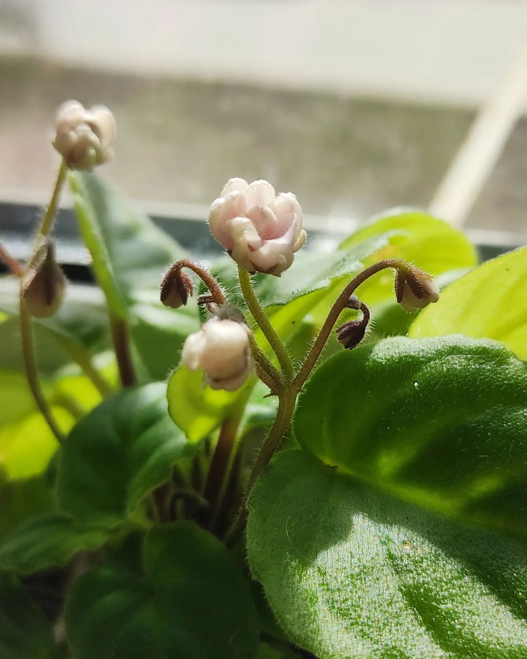 korshun_plants в LOOKY — Впервые зацветает Rob's Vanilla Trail. Хоть и в фиалочных кр