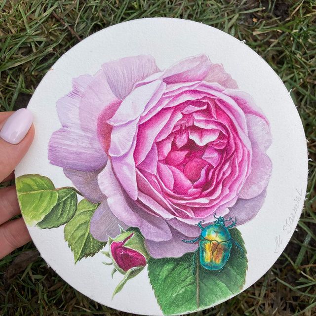 mariayarmish_botanicalart в LOOKY. #watercolorflowers,#акварель,#акварельнаяживопись,#ботаника,#ботаническаяживопись,#ботаническаяиллюстрация,#ботаническийрисунок,#ботаническийхудожник,#цветыакварелью,#arches,#rus_ba,#botanica,#botanicalart,#botanicalartist,#botanical_art,#botanicalillustration,#botanicaldrawing,#flowerillustration,#russianbotanicalartists,#saba_russia,#saba_artist,#роза,#рисунокрозы,#rosepainting,#roseillustration,#rose,#бронзовка,#майскийжук,#rosebeetle,#watercolor_flower. Бронзовка на розе/ M...