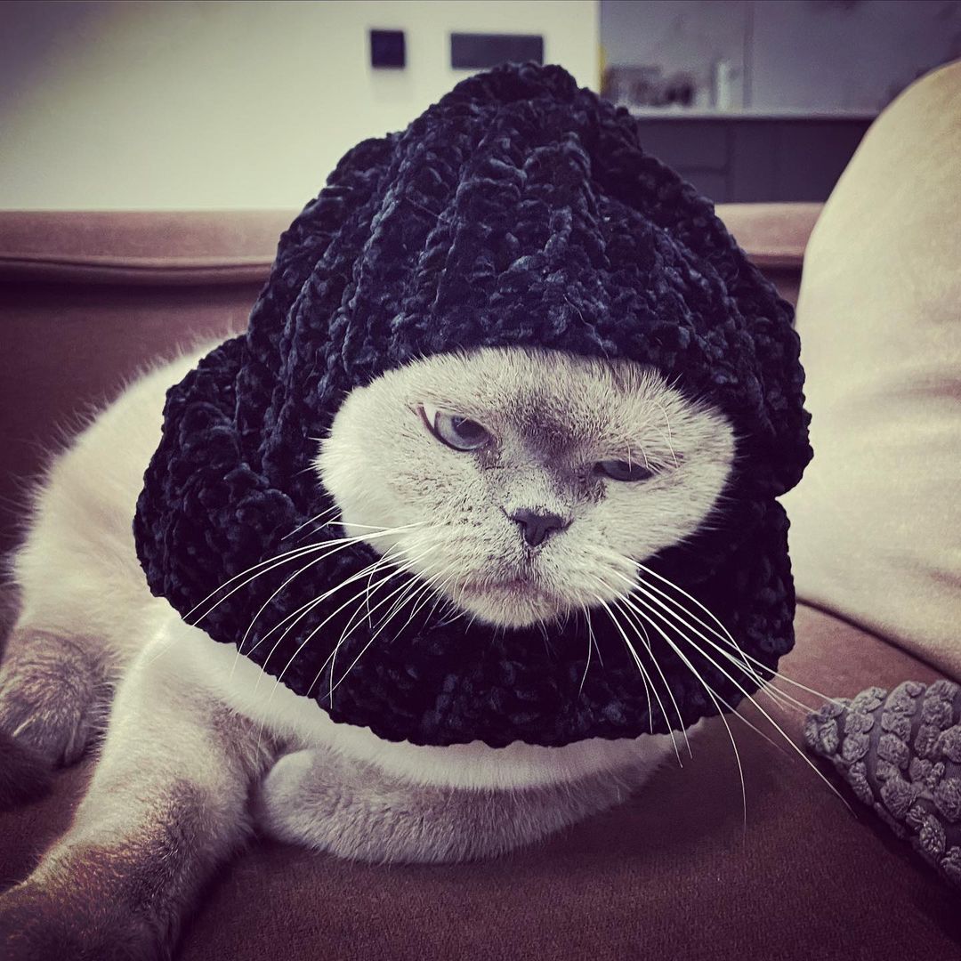 heynman в LOOKY — Бабушка приехала… #котики