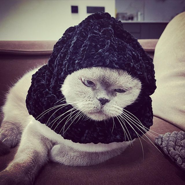 heynman в LOOKY. #котики. Бабушка приехала… #к...