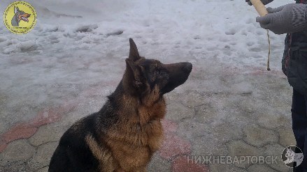 dressirovka_nv in LOOKY. . Собираем АПОРТ. Рабо...