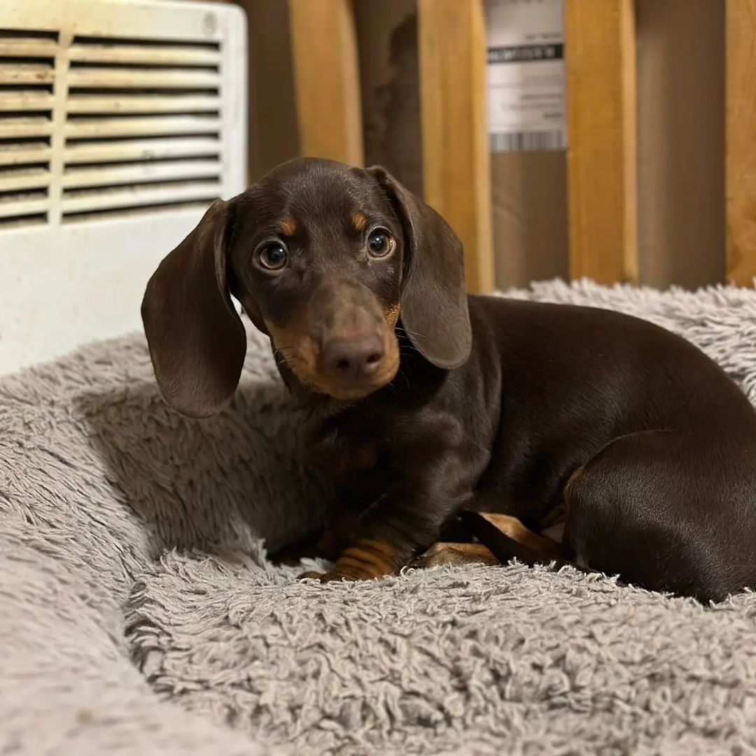 the_dachshund_empire в LOOKY — фото 5