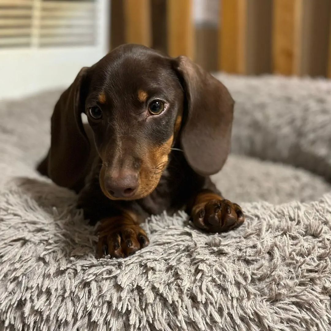 the_dachshund_empire в LOOKY — фото 3