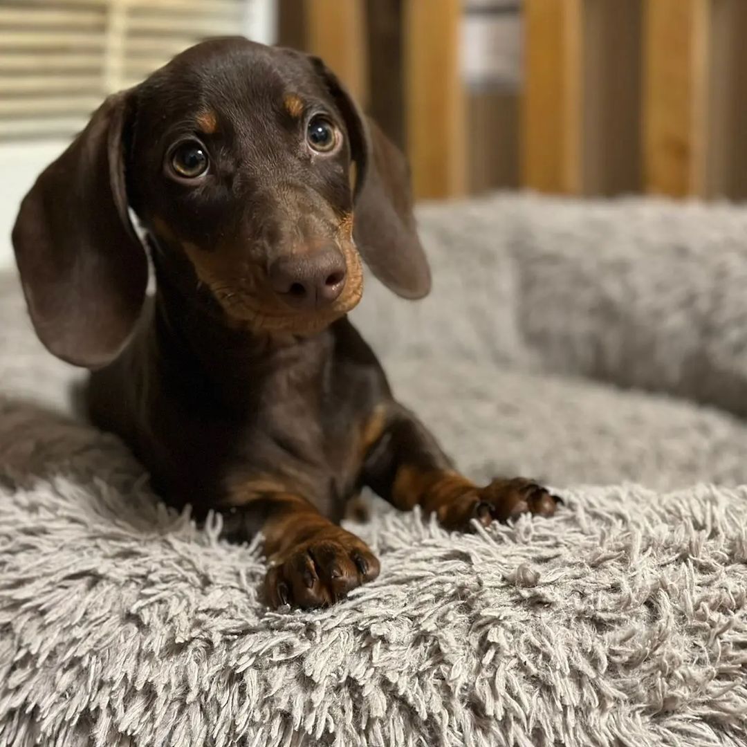 the_dachshund_empire в LOOKY — фото 6