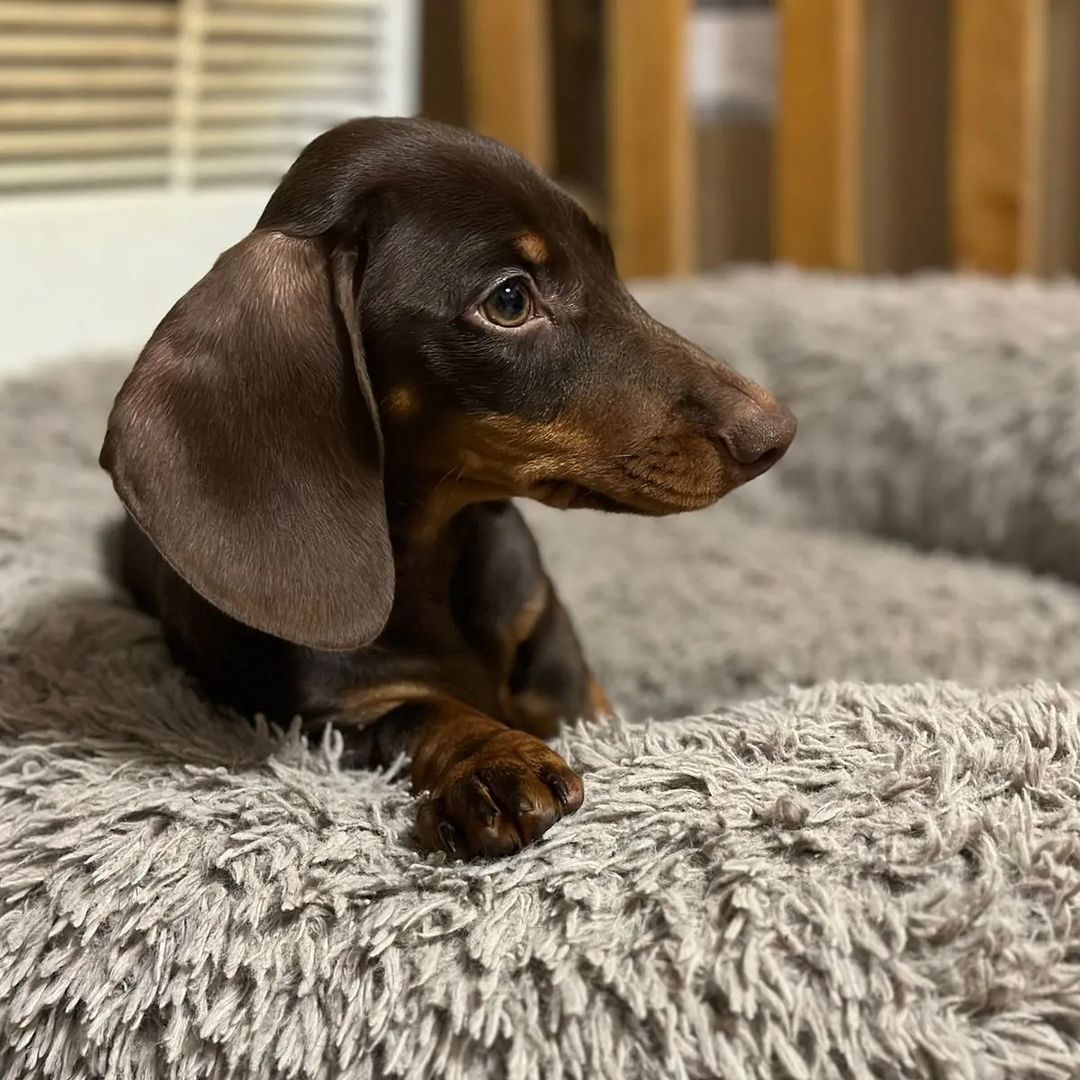 the_dachshund_empire в LOOKY — фото 2