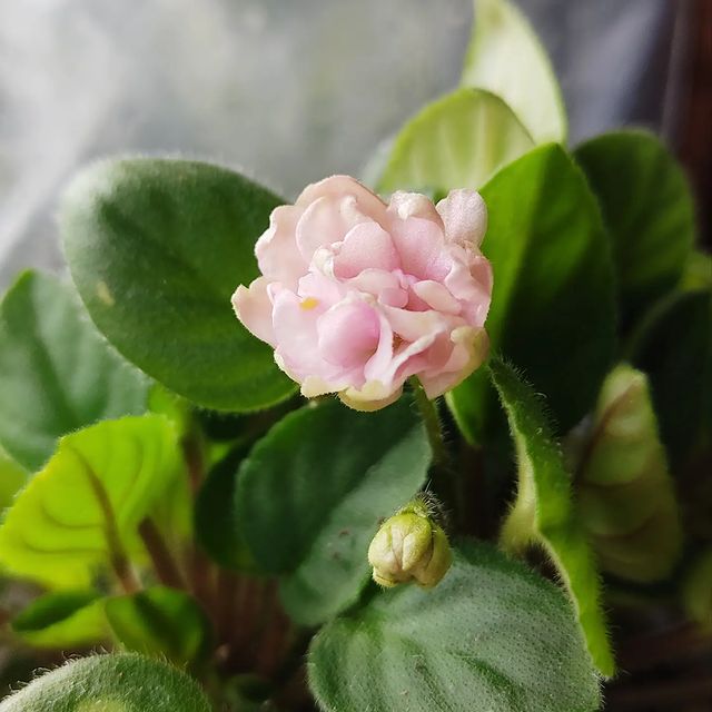 korshun_plants в LOOKY. . Сегодня цвет настрое...