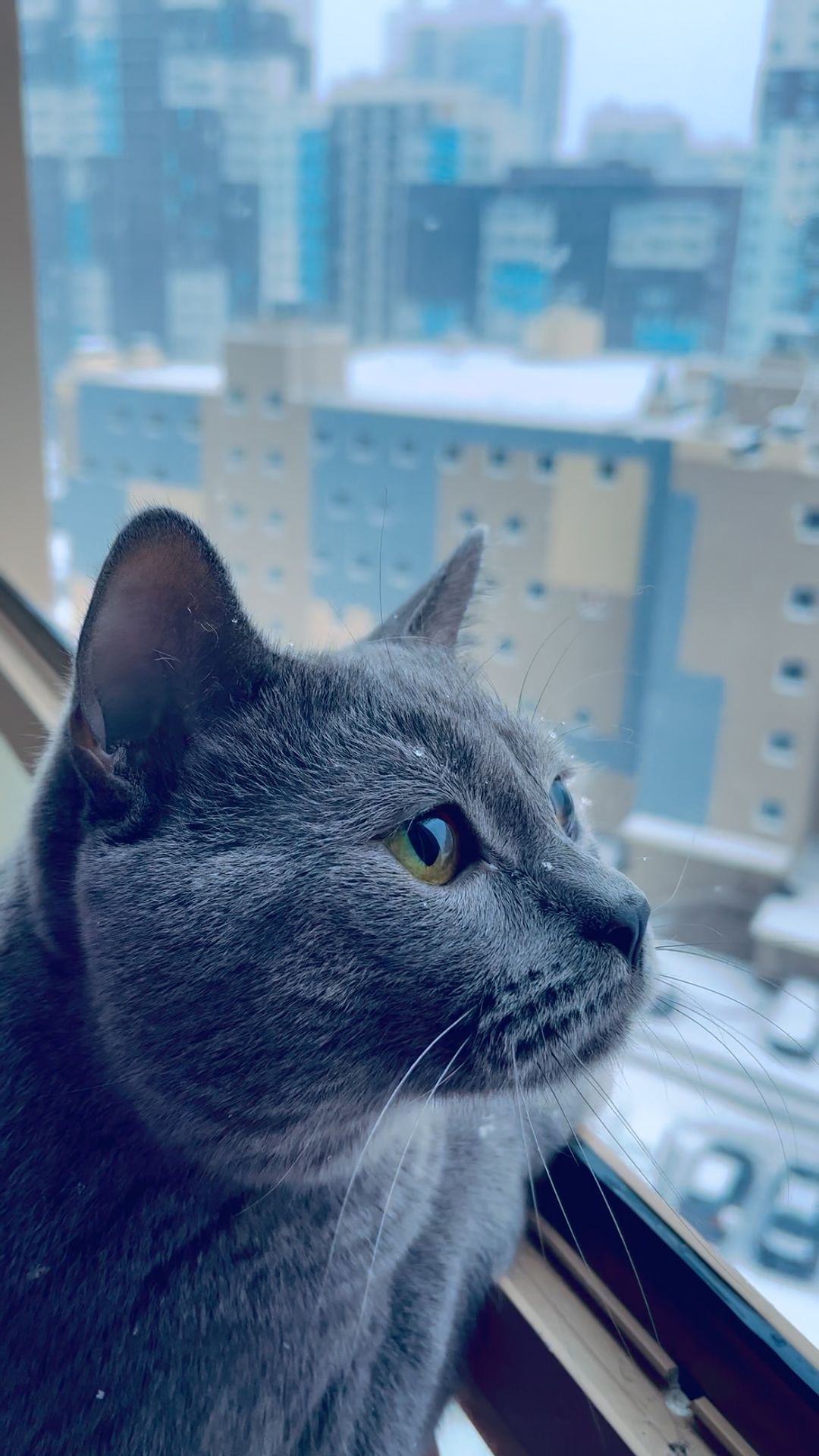 karina_kasiianenko в LOOKY. #котенок. #котенок Мой сладкий...