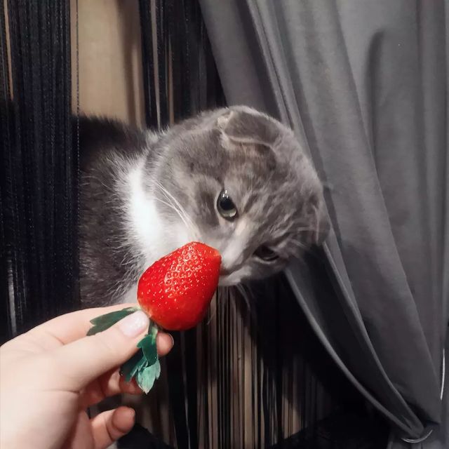 funtick_kot в LOOKY. #котики,#кот,#лайк,#котик,#котя,#cat,#catoftheday,#catofinstagram,#photooftheday,#photo. Посадили на диету🍓�...