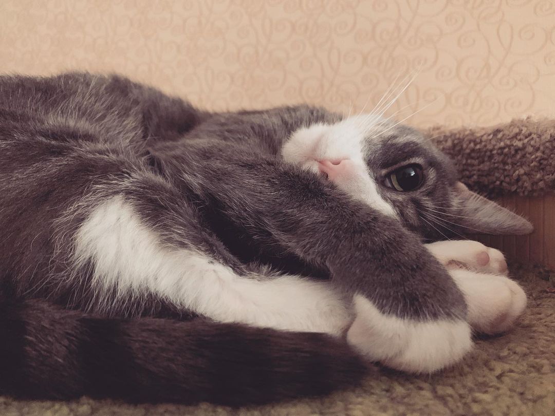 Мой чертовский своенравный, очень умный и бесконечно любимый парень❤️ #котбоно #котлюбимый #коты #доммилыйдом #питер #санктпетербург
