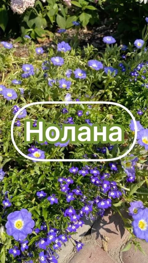 my_garden_every_day в LOOKY. #сад#садогород#нолана#однолетники#. 🔵🔵🔵 НОЛАНА 🔵🔵🔵...
