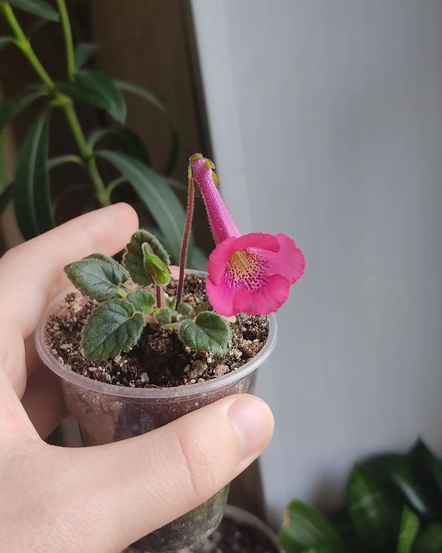 korshun_plants в LOOKY. . После продолжительно...