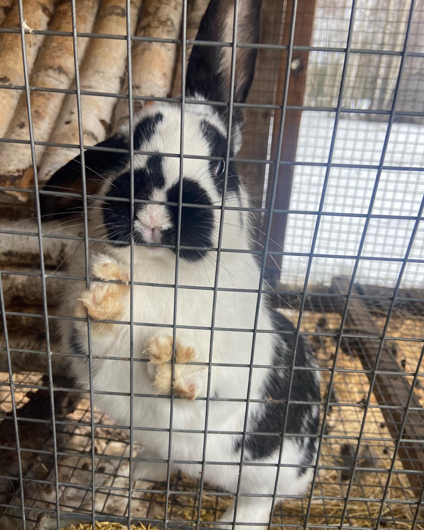 manors_strols в LOOKY — фото 9