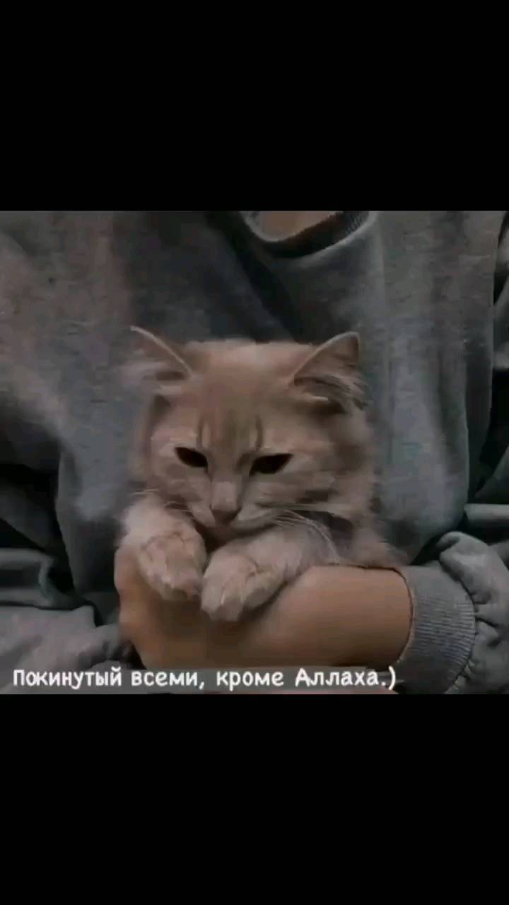 u.s.o.m.a.o5 в LOOKY. . Кто любит Аллаха 🤍
