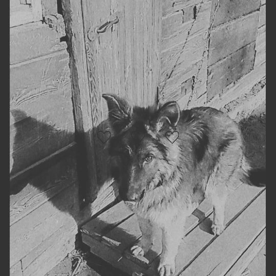 valia24.1 в LOOKY. #немецкаяовчарка🐕. #немецкаяовчарка🐕