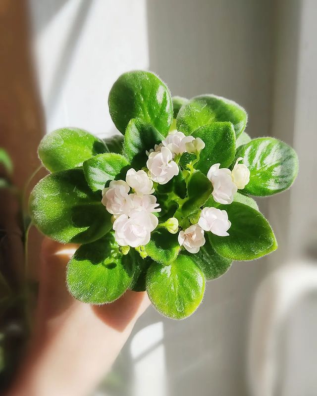 korshun_plants в LOOKY. . Полуминиатюрный трей...