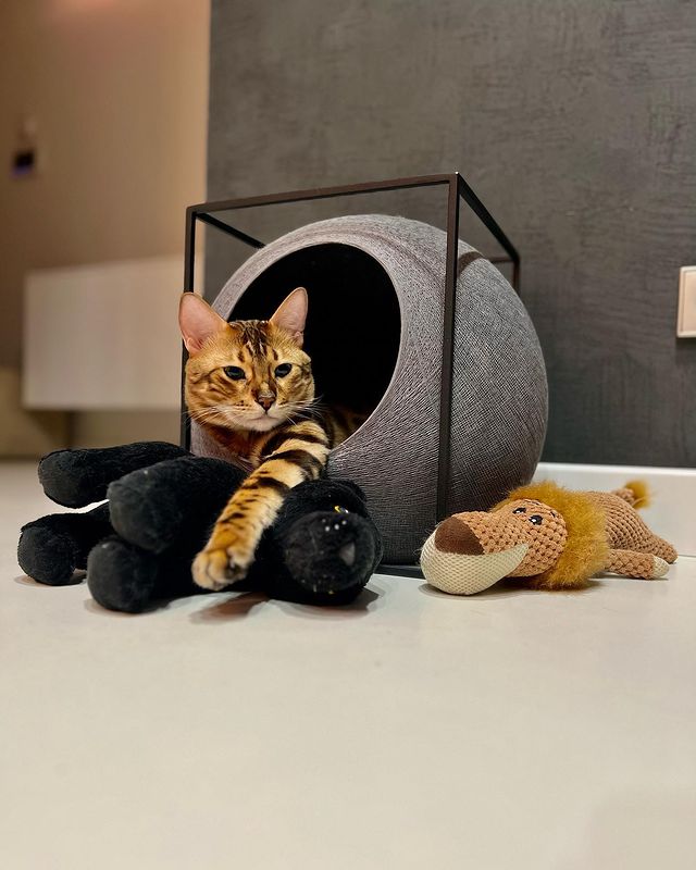 hunter.bengalcat в LOOKY. #бенгал,#bengal,#bengalcat,#бенгальскийкот,#бенгальскийкотенок,#кот,#cat,#котенок,#hunter,#хантер,#khan,#хан,#honey,#хани. GN 💤

#бенгал
#beng...