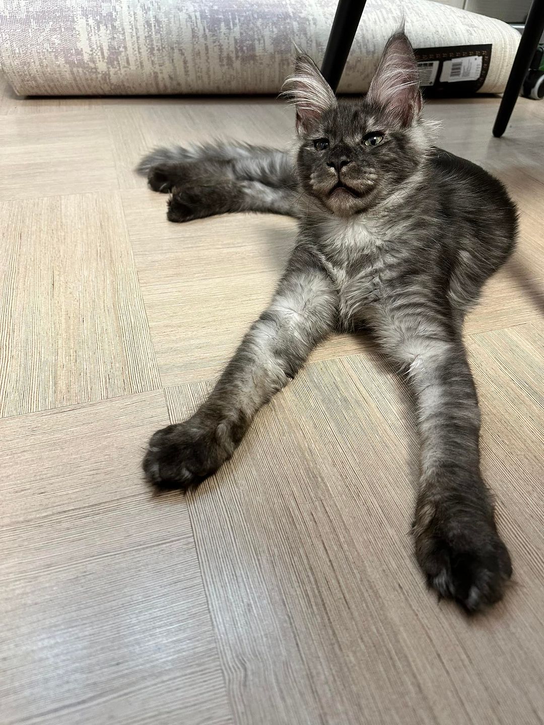eroshapride_mainecoon в LOOKY — фото 2