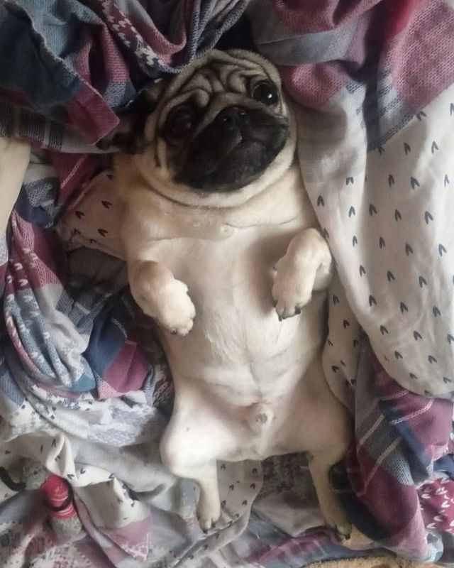 alethepug в LOOKY. . 👑 возлегает
