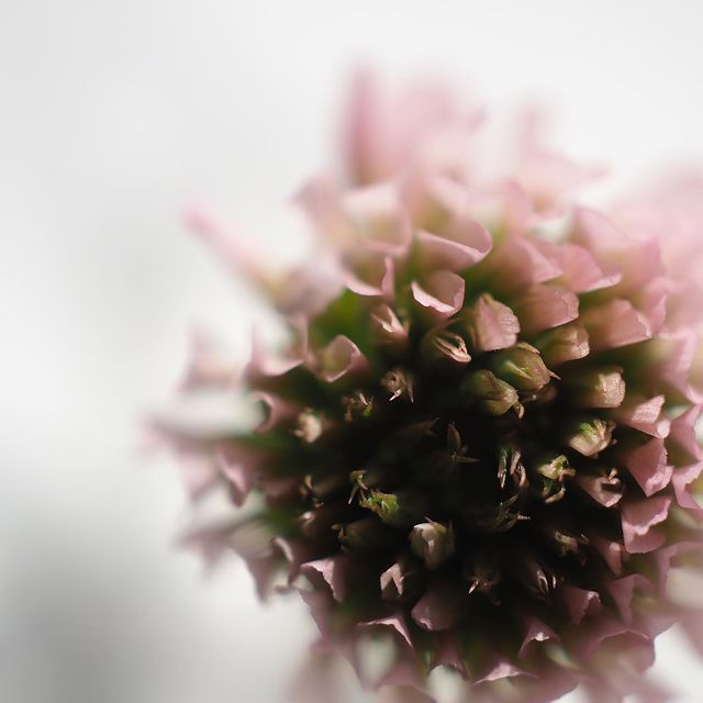 Ksenia • Visual artist в LOOKY. #stilllifephotography,#artphotography,#stilllifeartist,#flowerphotography,#flower,#clover,#cloverphotography,#naturephotography,#botanicalphotography,#visualartist,#предметнаяфотография,#художникнатюрморта,#клевер,#цветы,#портретцветка,#артфотография,#визуальныйхудожник. • clover •
.
.
.
.
....