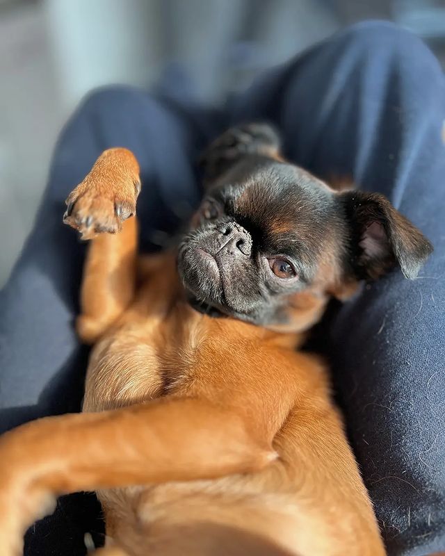 yoshik_dog в LOOKY. . Дружище, завтра уже ...
