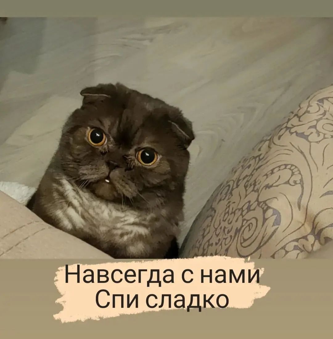 День совсем не смеха.... Ушёл в лучший мир.... #всекотыпопадаютврай