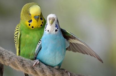 zoo_nvrsk_ в LOOKY. . Линька попугаев
В но...
