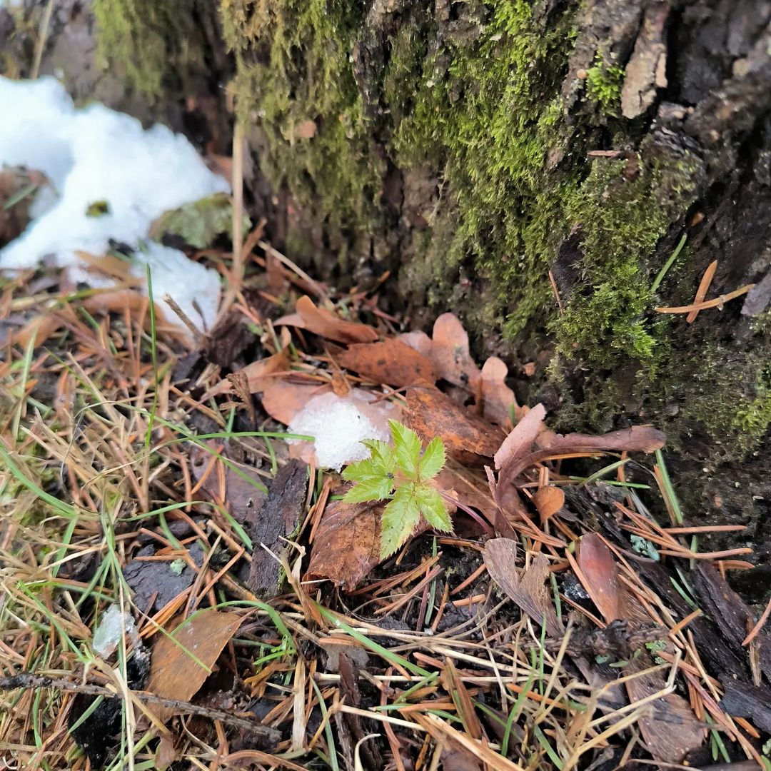 🌱