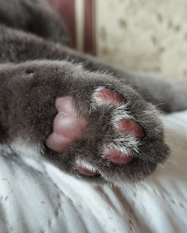 masyanya_mur_ в LOOKY. #моечудо,#котабормот,#Марсель,#британскийкотенок. Мои самые любимые и ...
