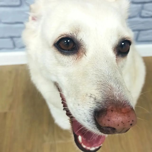 nastasya_groom_yablonovsky в LOOKY. #стрижкасобакноваяадыгея,#стрижкасобакяблоновский,#грумеряблоновский,#стрижкакошекноваяадыгея,#стрижкакошекэнем,#стрижкасобакэнем,#стрижкасобакафипский,#стрижкакошекяблоновский,#грумингсалонтоторо. Скромная девочка, Бе...