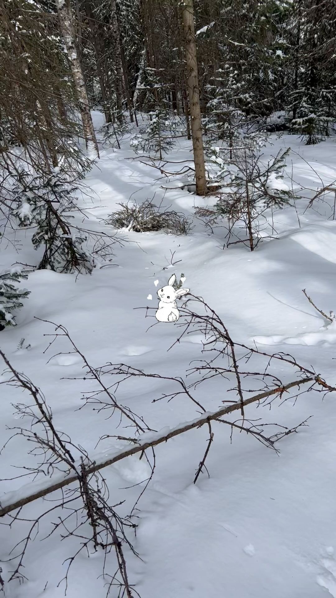 rat_von_lakmann в LOOKY. #divniy-ski. #divniy-ski