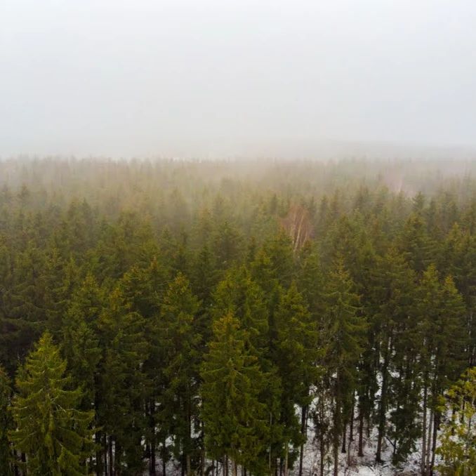 Вот такое 1 апреля.

#belarus #forest #dji #work #minsk