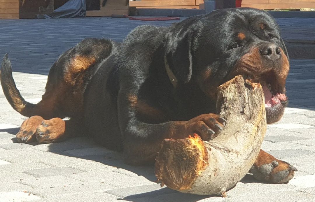 vorontsovlife26 in LOOKY. #русскийчерныйтерьер,#ротвейлер,#blackrussianterrier,#rottweiler,#rottweilersofinstagram,#dog,#dogs,#puppy. #русскийчерныйтерьер...