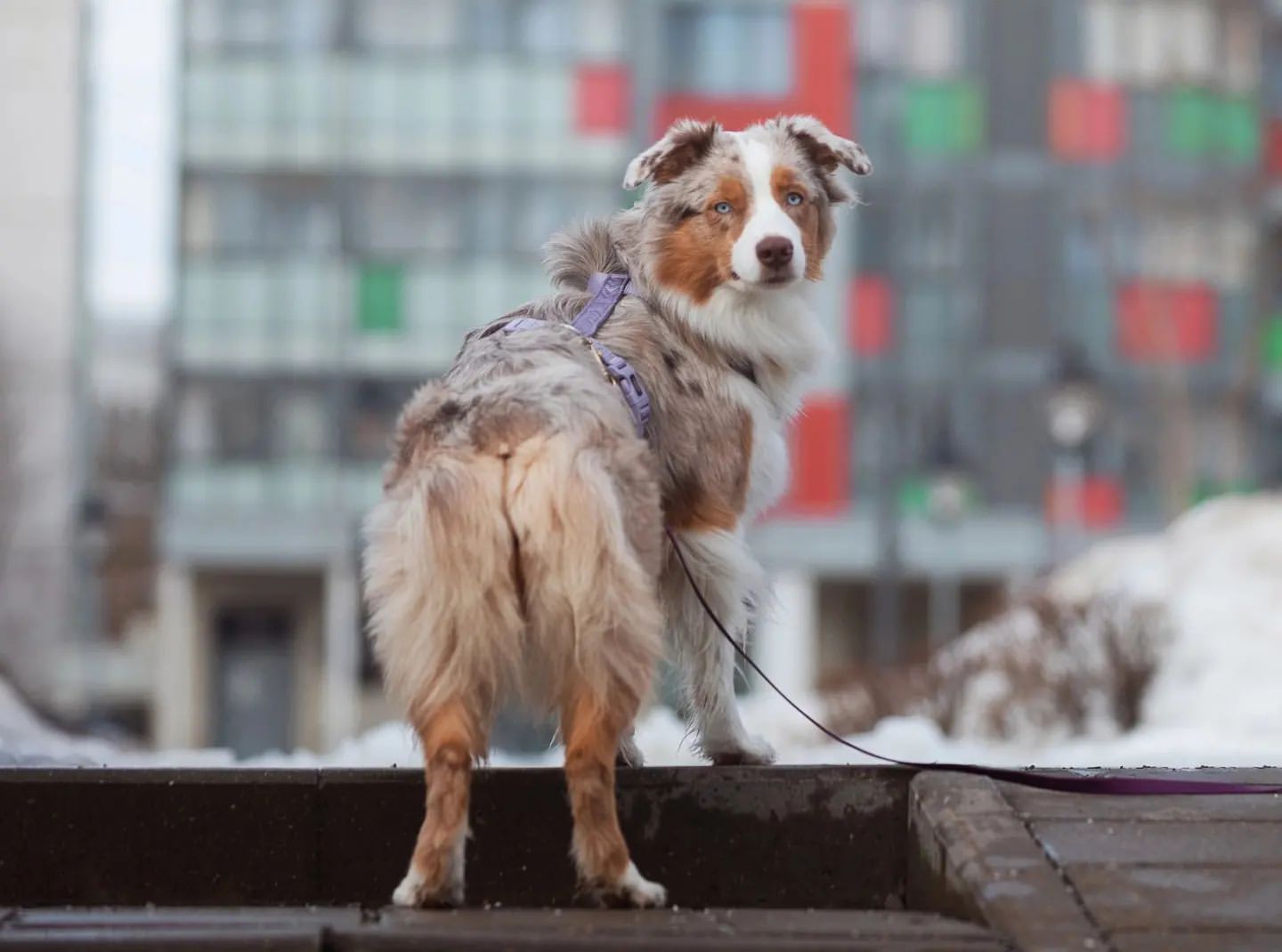 iz_doma_korolevoi_kennel в LOOKY — фото 2