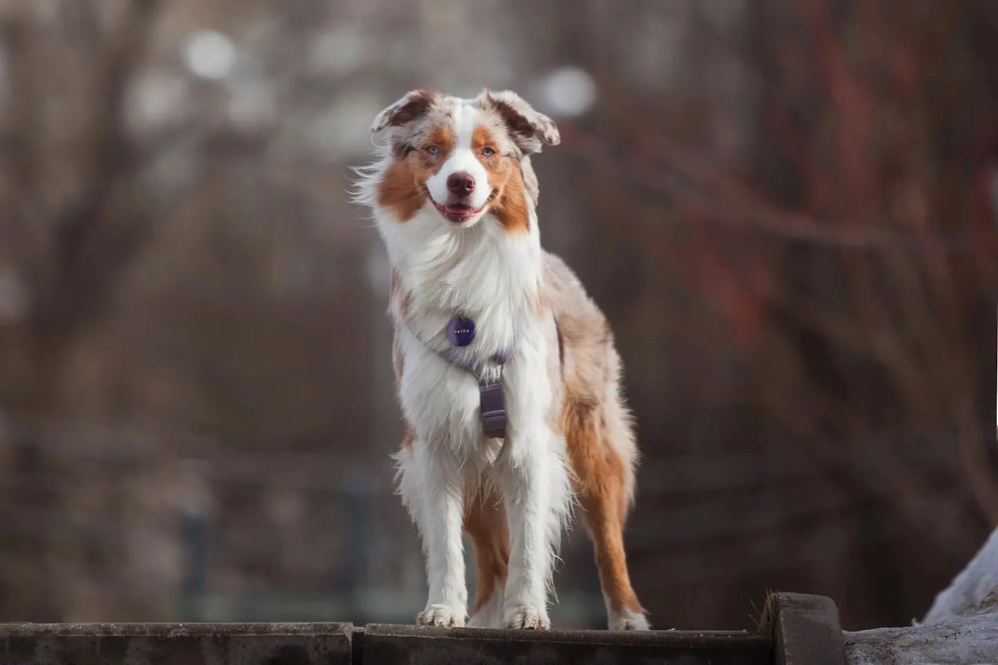iz_doma_korolevoi_kennel в LOOKY — фото 7