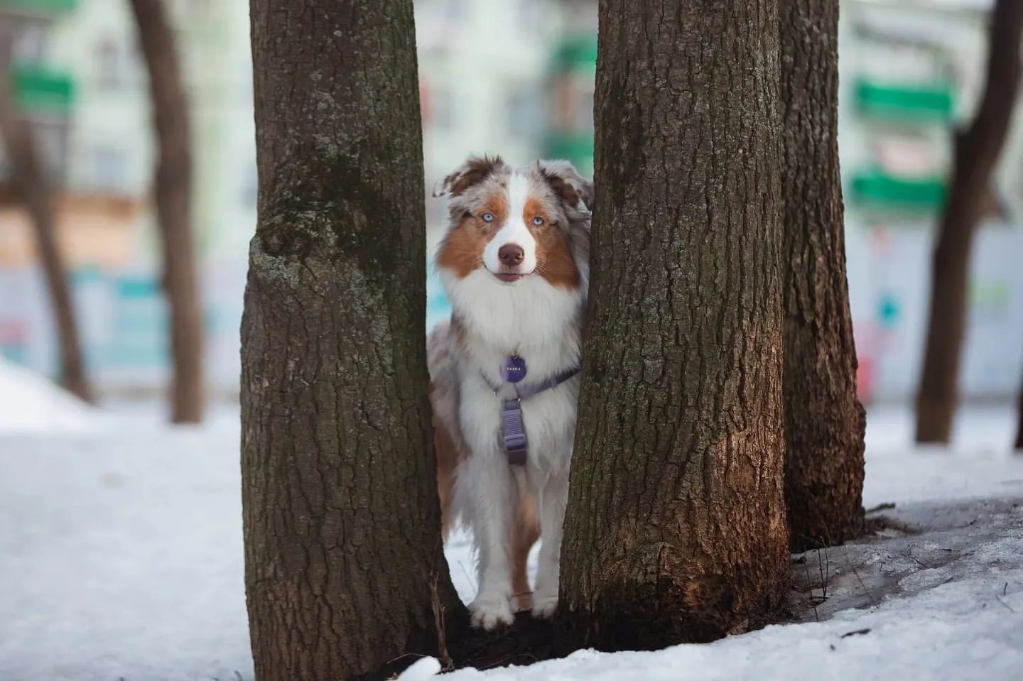 iz_doma_korolevoi_kennel в LOOKY — фото 3