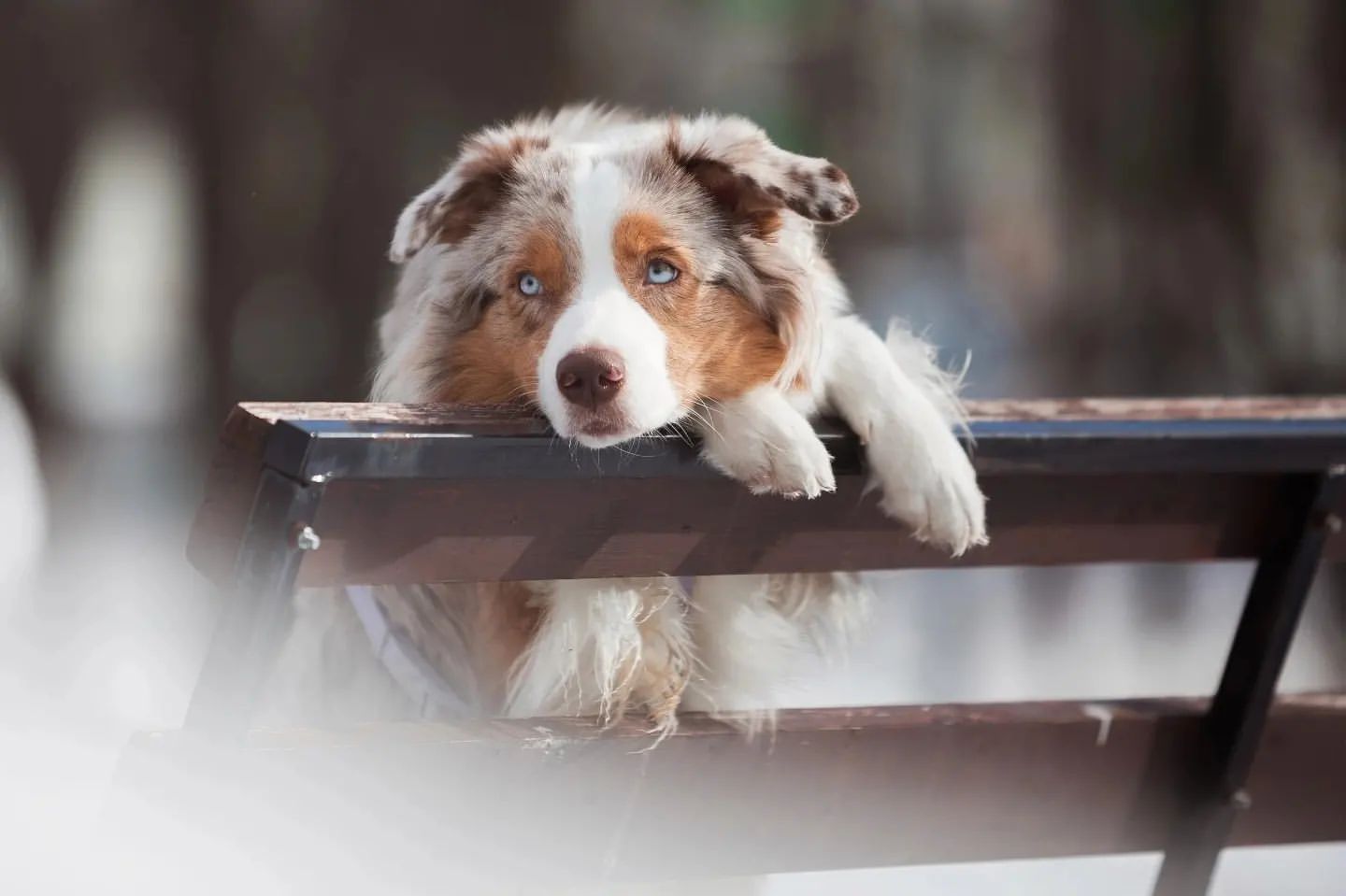iz_doma_korolevoi_kennel в LOOKY — фото 6