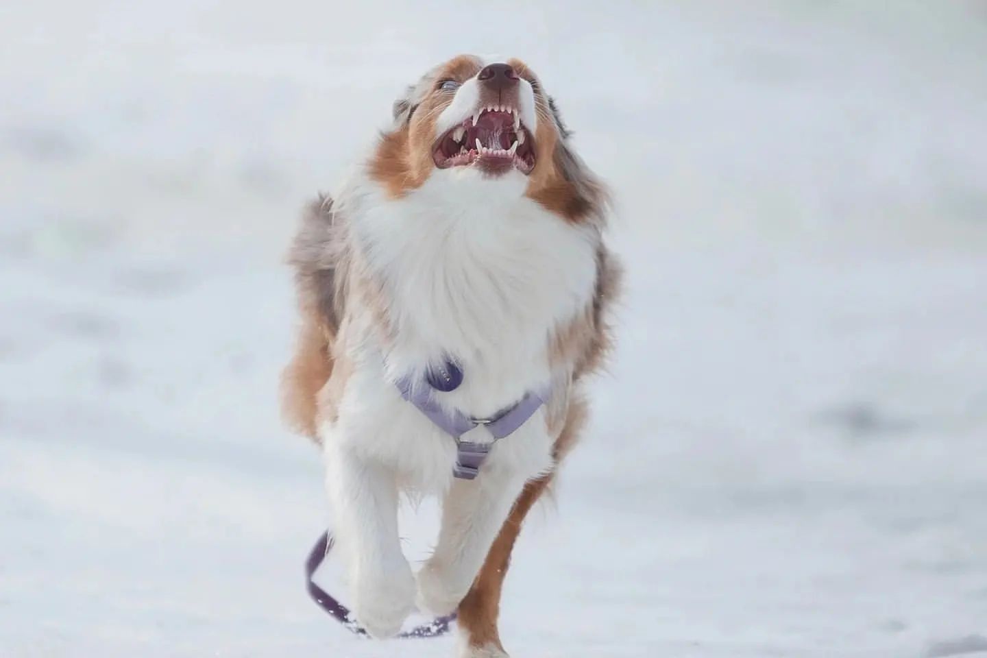 iz_doma_korolevoi_kennel в LOOKY — фото 4