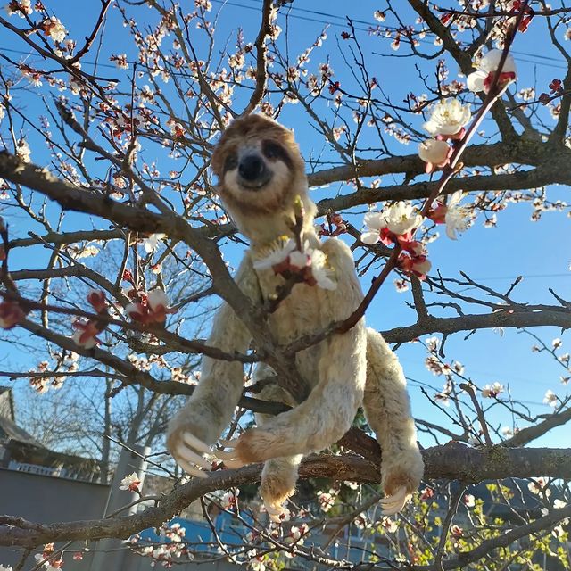 vit_oksana в LOOKY. . Ленивец Лёля ищет лю...