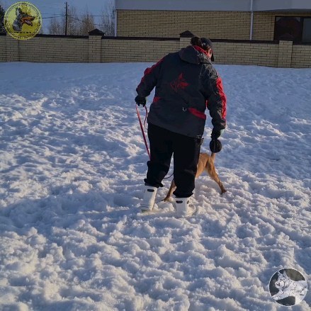 dressirovka_nv in LOOKY. . Игра с собакой в пер...