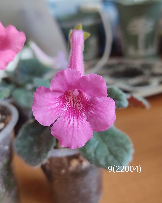korshun_plants в LOOKY. . Расцветают следующие...